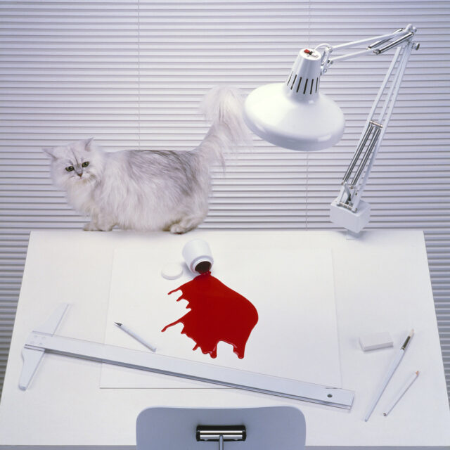 Persian cat spilling red tempra on artist’s blank art board